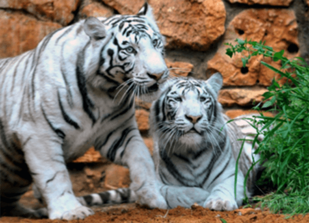 2 White Tigers