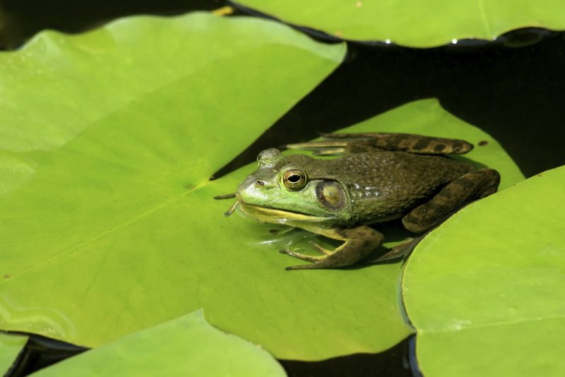 fritzfrog p2p botnet