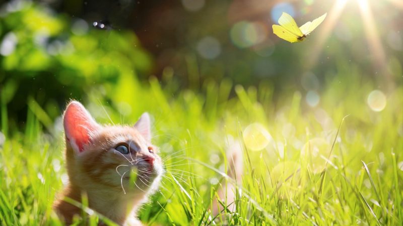 rampantkitten iran spy 2fa codes