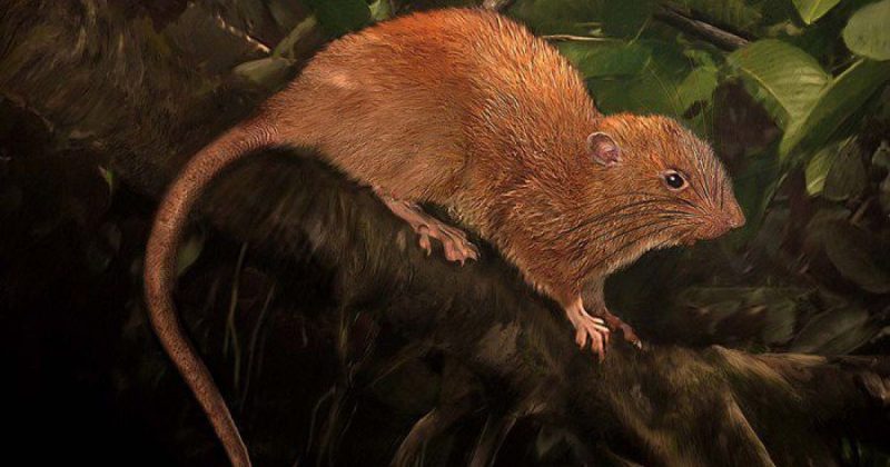 It’s Not the Trump Sex Tape, It’s a RAT