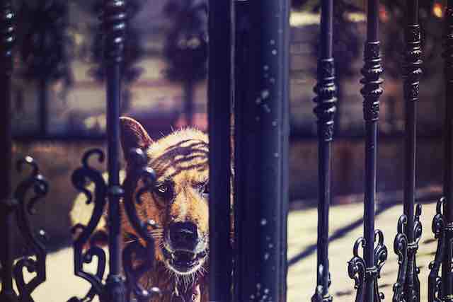 WatchDog Cryptojacking malware campaign