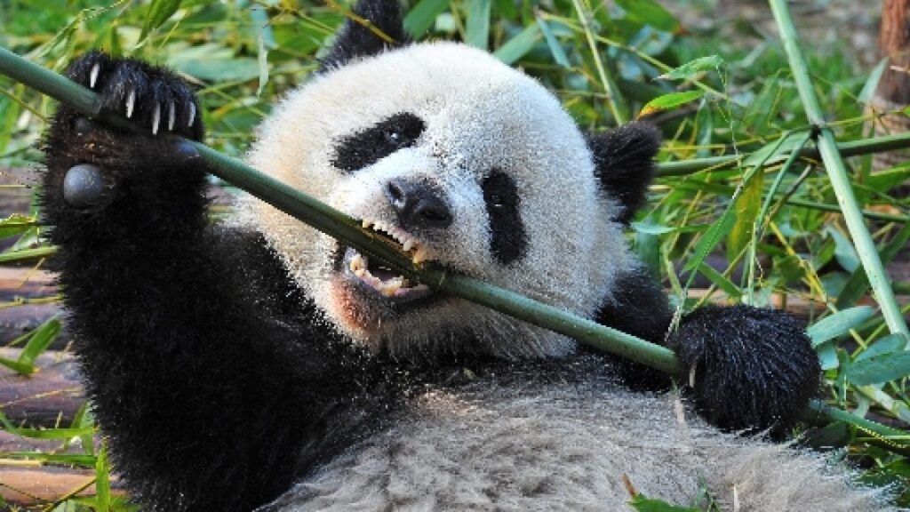 New Crypto-Stealer ‘Panda’ Spread via Discord