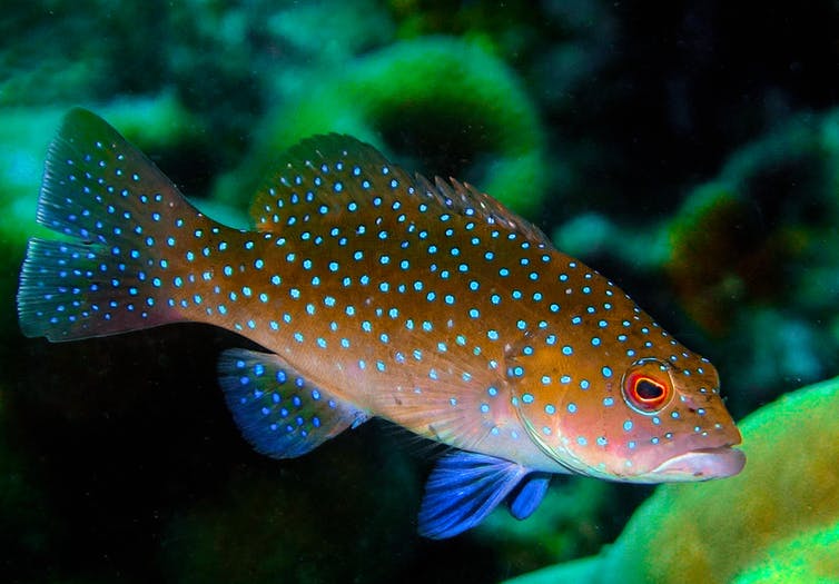 Phish Swims Past Email Security With Milanote Pages