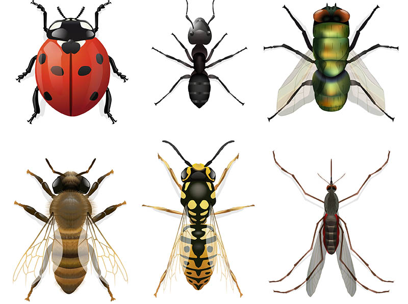 Top CVEs Trending with Cybercriminals