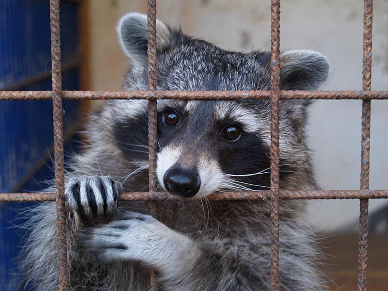 Raccoon Stealer Bundles Malware, Propagates Via Google SEO