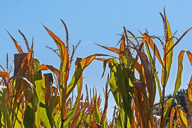 Crystal Valley Farm Coop Hit with Ransomware