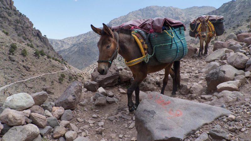 Human Fraud: Detecting Them Before They Detect You