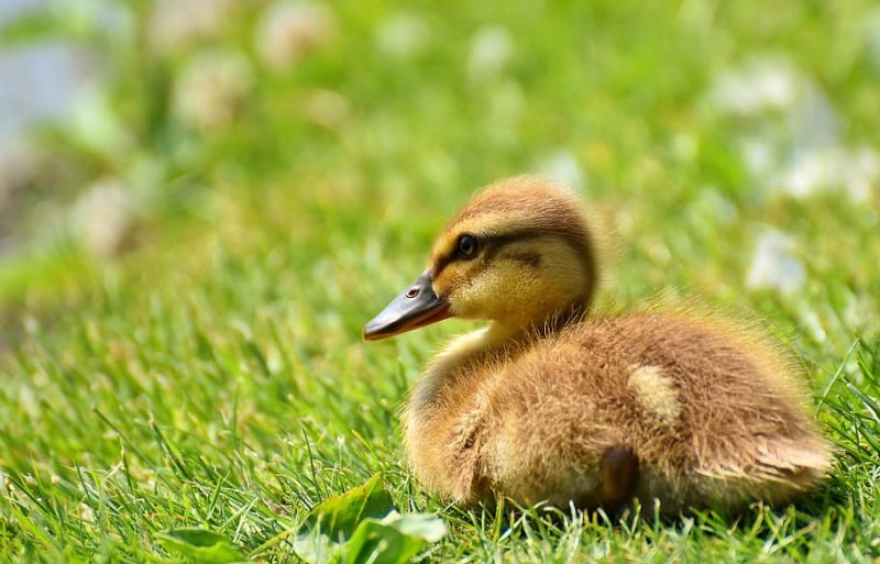 Unpatched Bugs Plague Databases; Your Data Is Probably Not Secure – Podcast