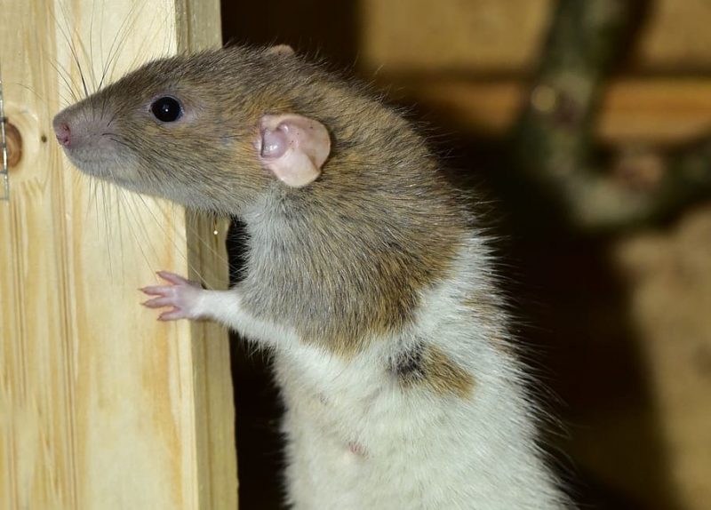 TA505 Gang Is Back With Newly Polished FlawedGrace RAT