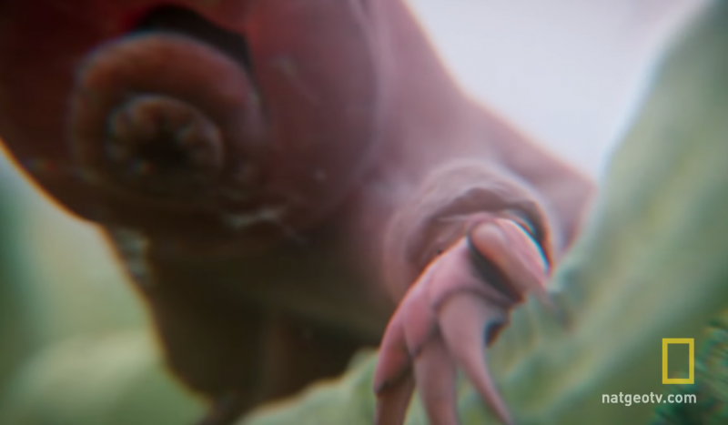 Shape-Shifting ‘Tardigrade’ Malware Hits Vaccine Makers