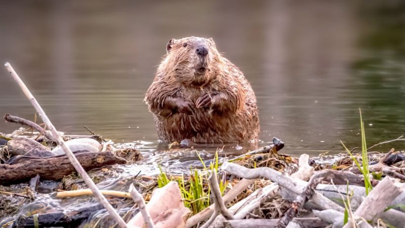 Brand-New Log4Shell Attack Vector Threatens Local Hosts