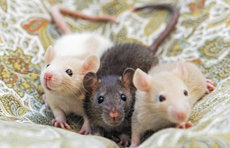 Amazon, Azure Clouds Host RAT-ty Trio in Infostealing Campaign