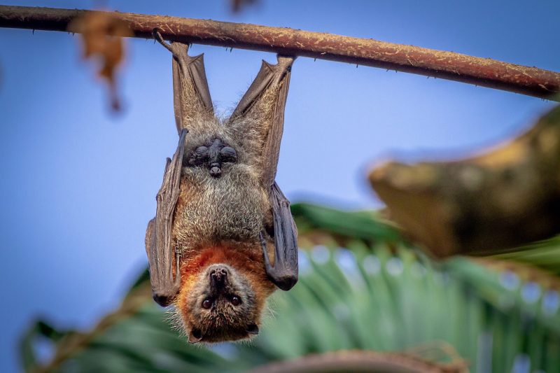 Ozzy Osbourne NFTs Used to Bite Off Chunk of Crypto Coin