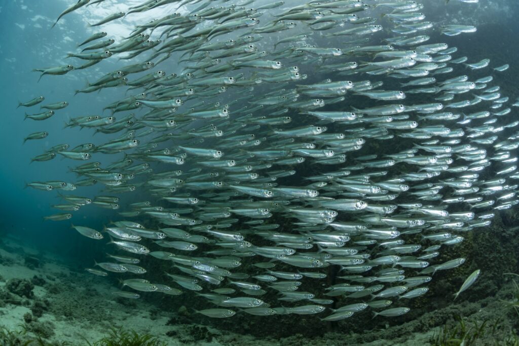 ‘Dark Herring’ Billing Malware Swims onto 105M Android Devices