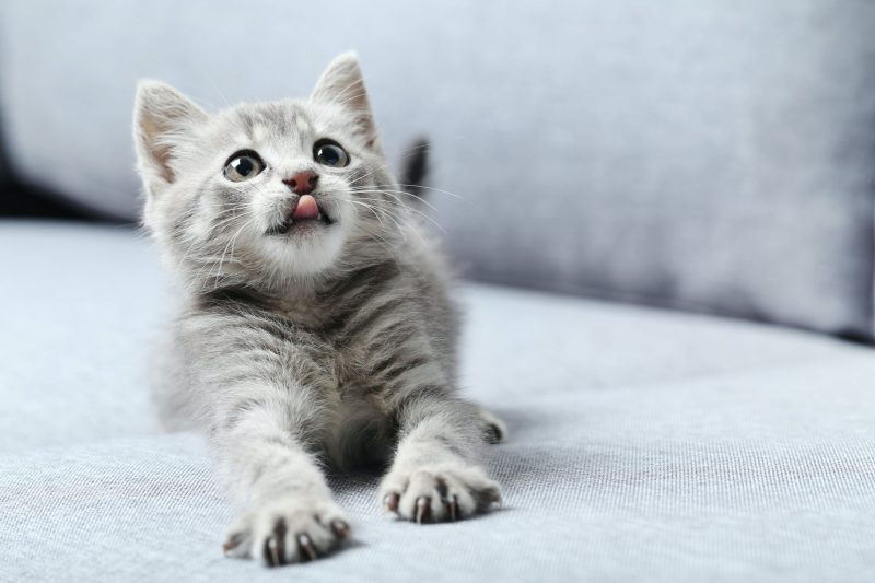 Charming Kitten Sharpens Its Claws with PowerShell Backdoor