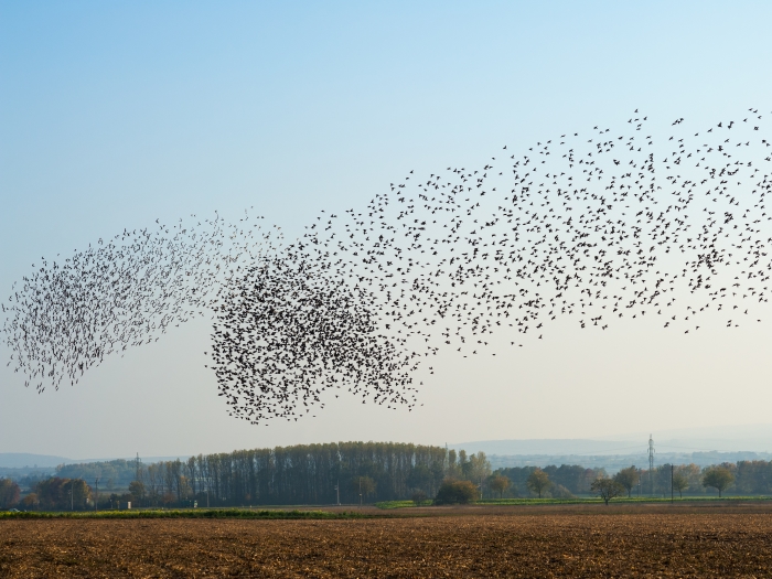 Cybercriminals Swarm Windows Utility Regsvr32 to Spread Malware