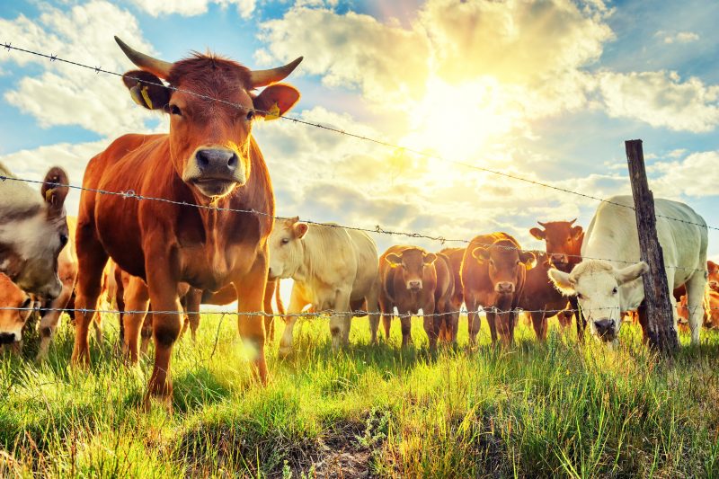 APT41 Spies Broke Into 6 US State Networks via a Livestock App