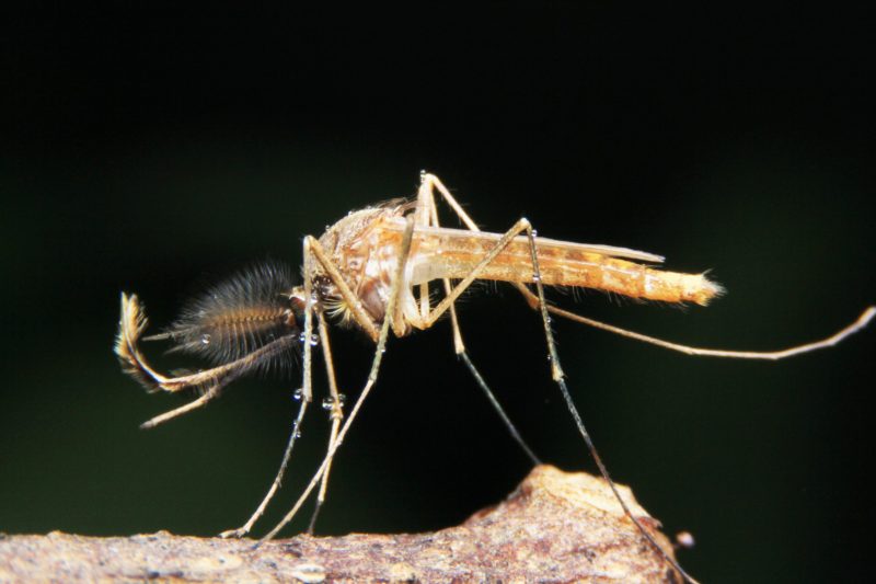 Log4JShell Used to Swarm VMware Servers with Miners, Backdoors