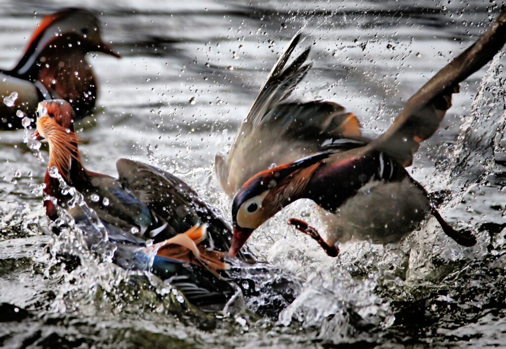 Qakbot Botnet Sprouts Fangs, Injects Malware into Email Threads