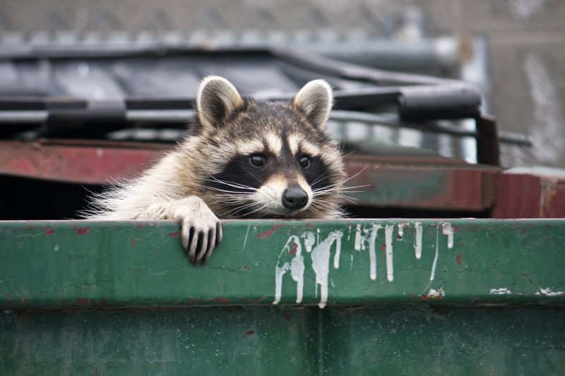 Raccoon Stealer Crawls Into Telegram