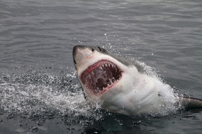 Great white shark attack